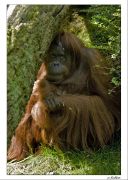 Orang Utans 001