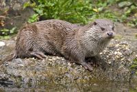 Otter 006