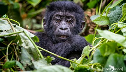 Uganda