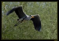 Reiher 014