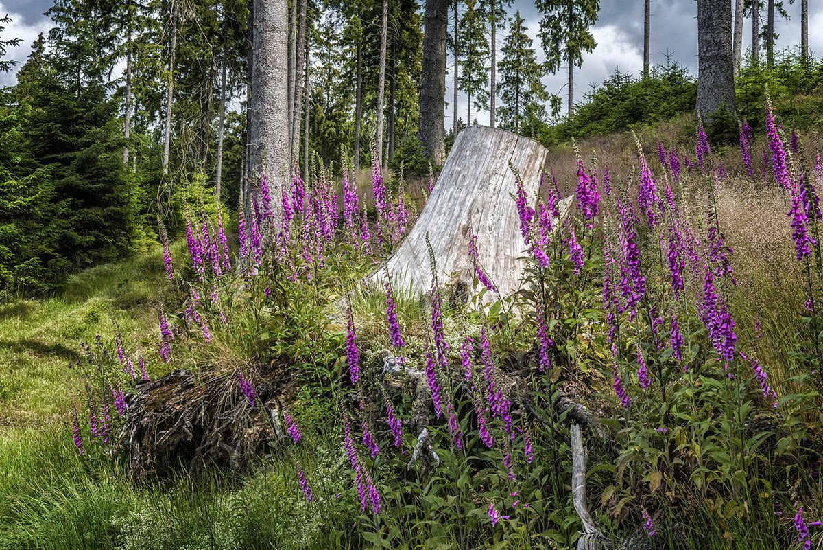 Wisent Wildnis Landschaft 004