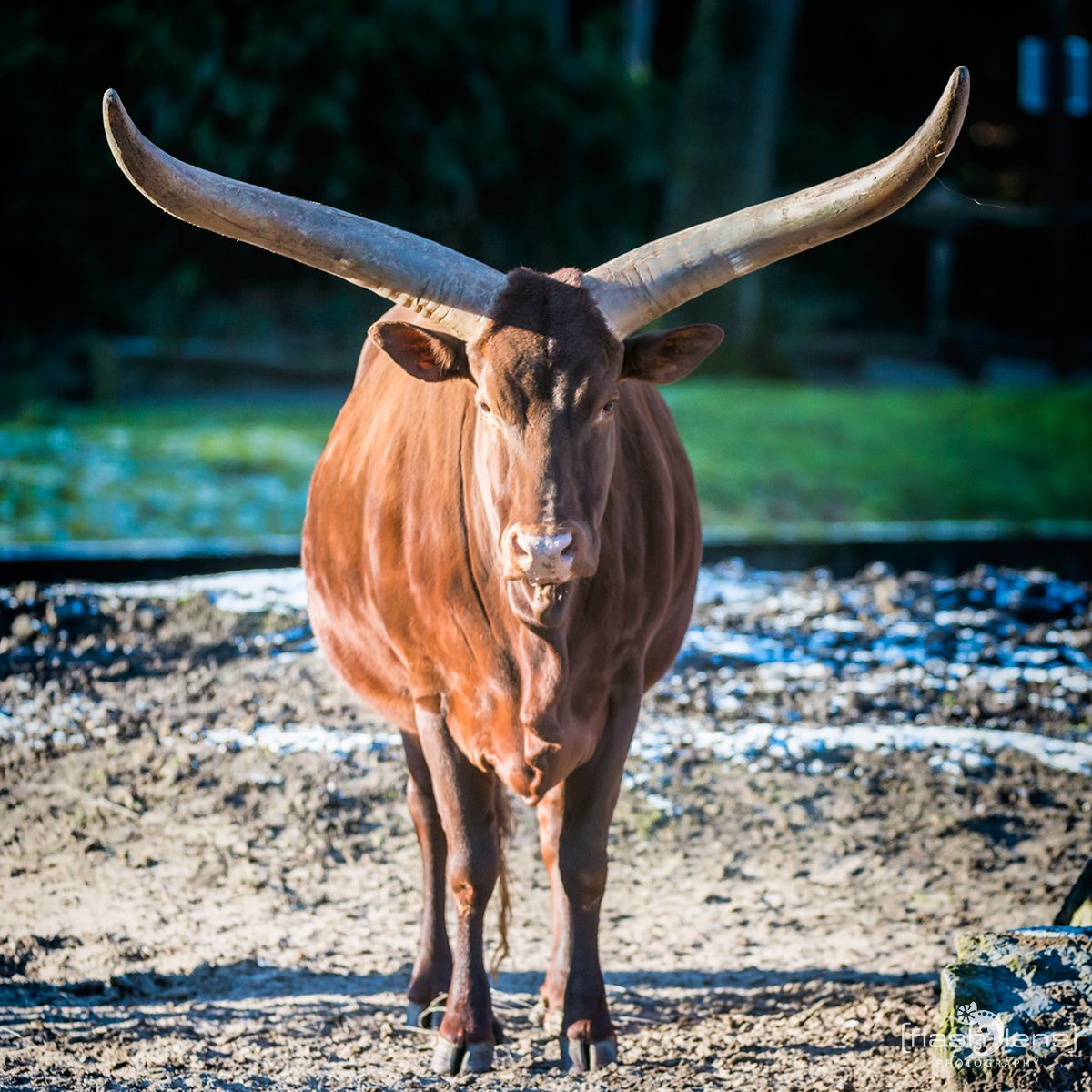 Zoo DU 056