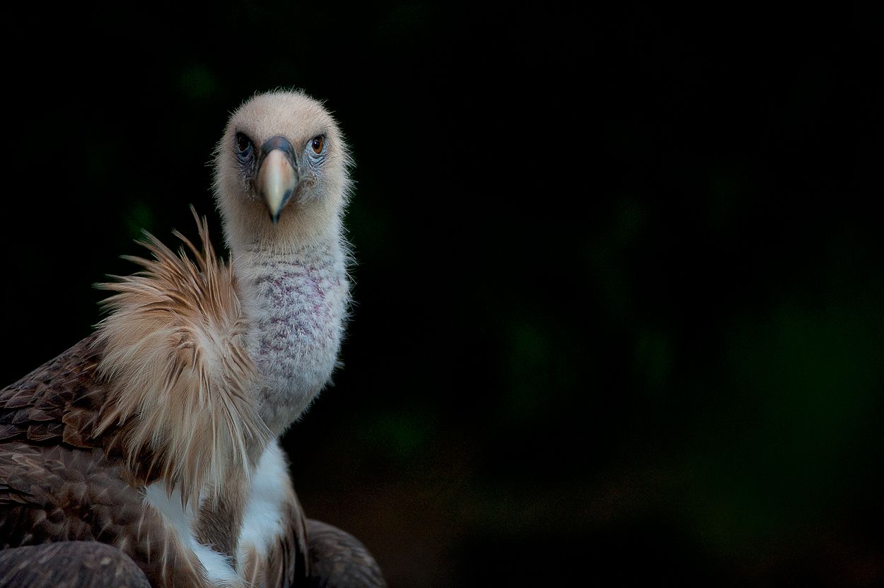 Zoo DU 062