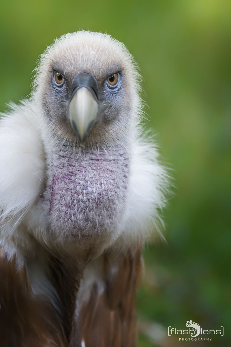 Zoo DU 065