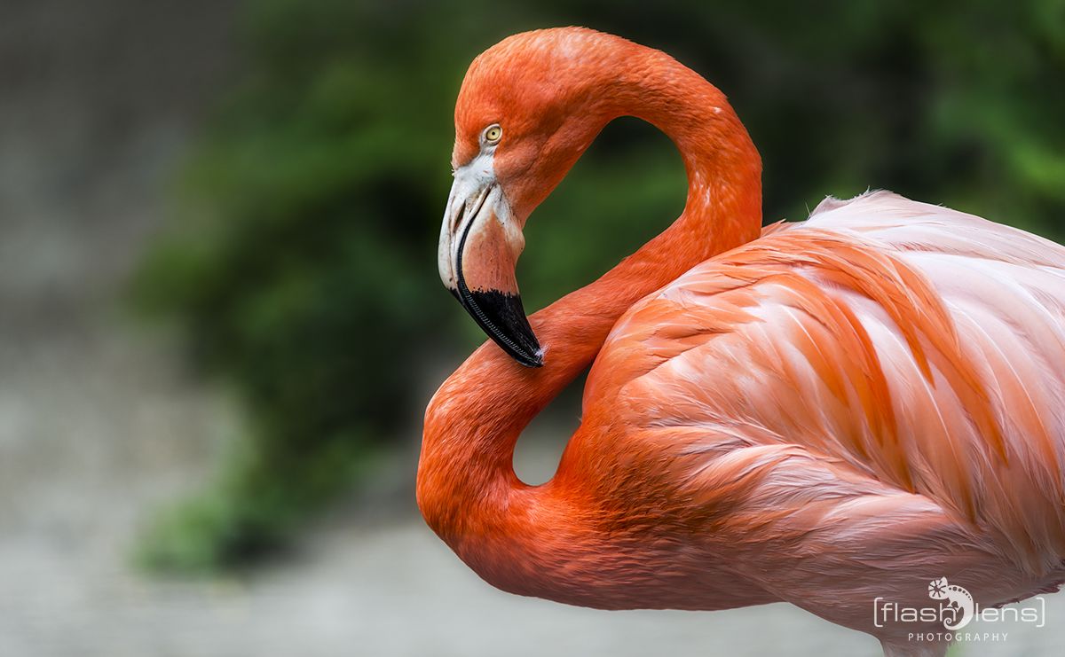 Zoo DU 075