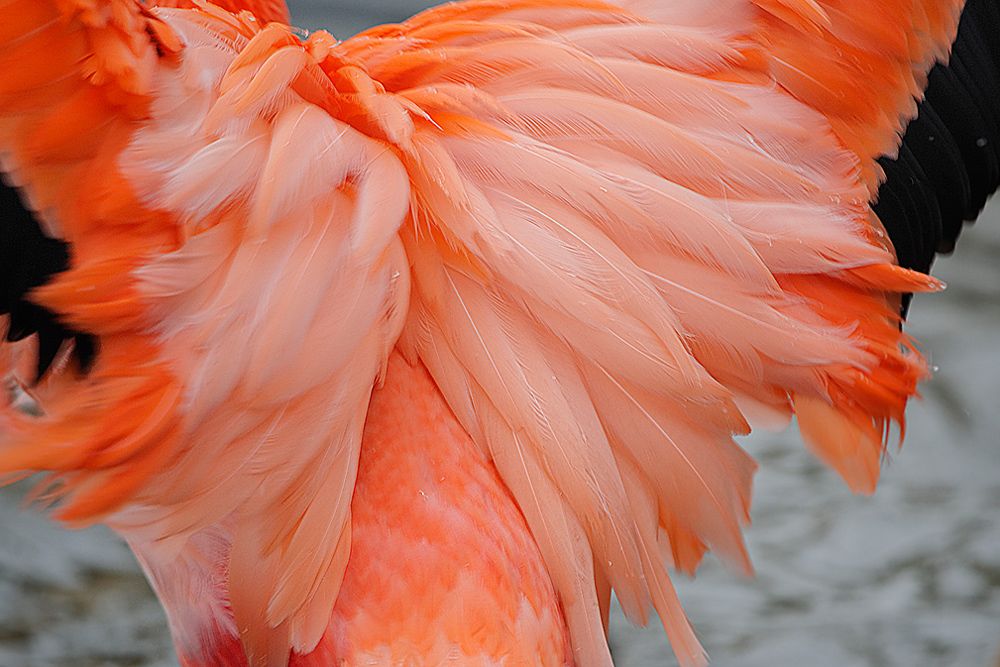 Zoo DU 076