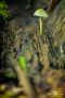 Pilze 017