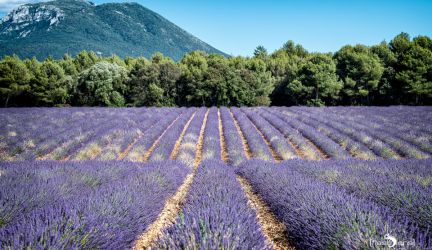 Provence