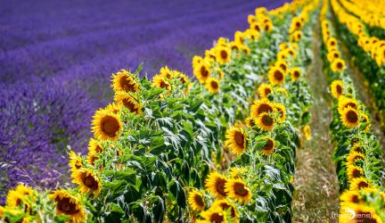 FotoReise Provence 2021