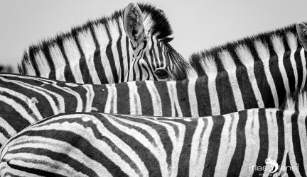 FotoReise Namibia 2021