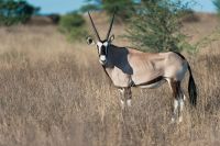 Galerie 04 Nossob 07