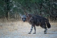 Galerie 04 Nossob 09