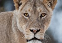 Galerie 04 Nossob 17