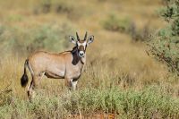 Galerie 05 Rooiputz 02