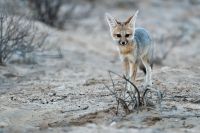 Galerie 05 Rooiputz 06