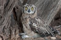 Galerie 06 Mata Mata 10