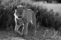 Galerie 06 Mata Mata 24