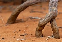 Galerie 07 Red Dune Camp 03