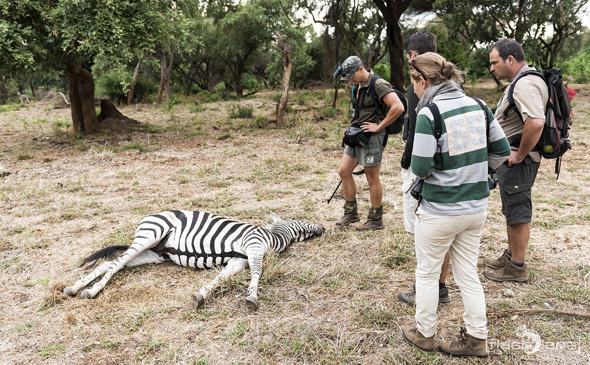Safari Guide Kurs 018