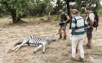 Safari Guide Kurs 018