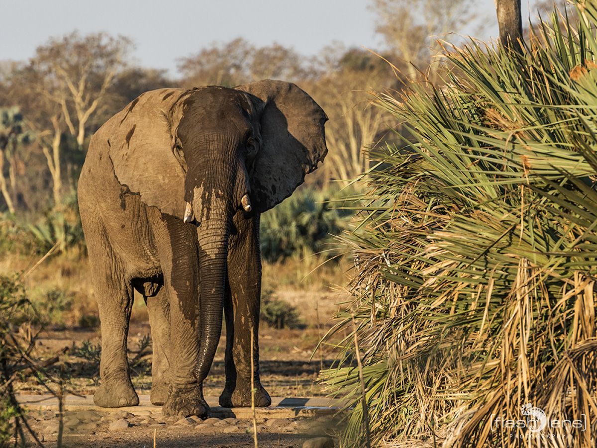 Safari Guide Kurs 030
