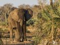 Safari Guide Kurs 030