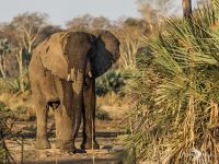 Safari Guide Kurs 030