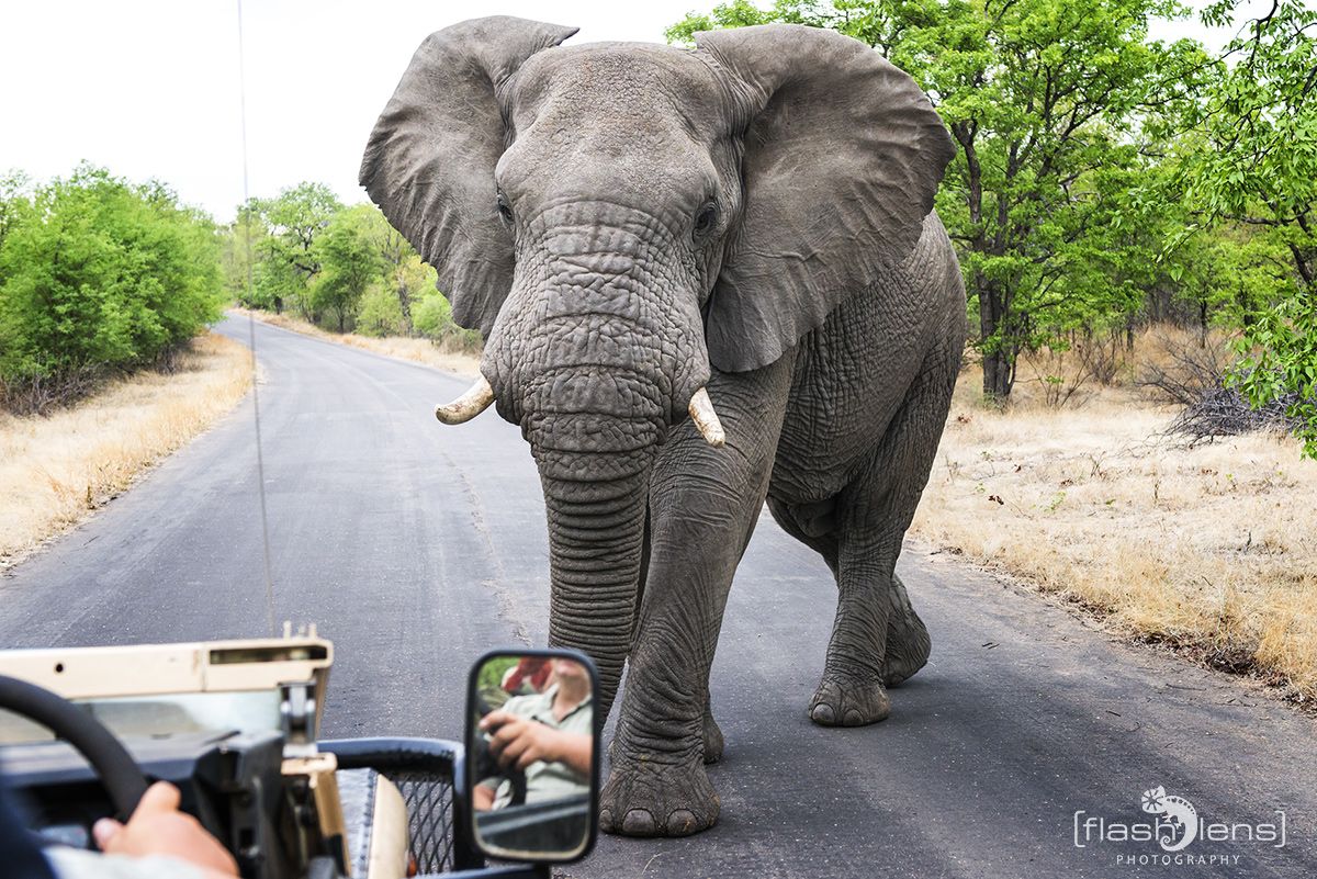 Safari Guide Kurs 031