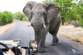 Safari Guide Kurs 031