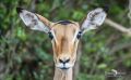 Safari Guide Kurs 033