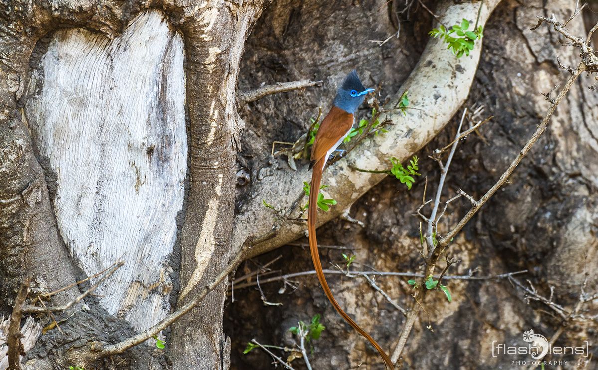 Safari Guide Kurs 038