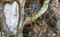 Safari Guide Kurs 038