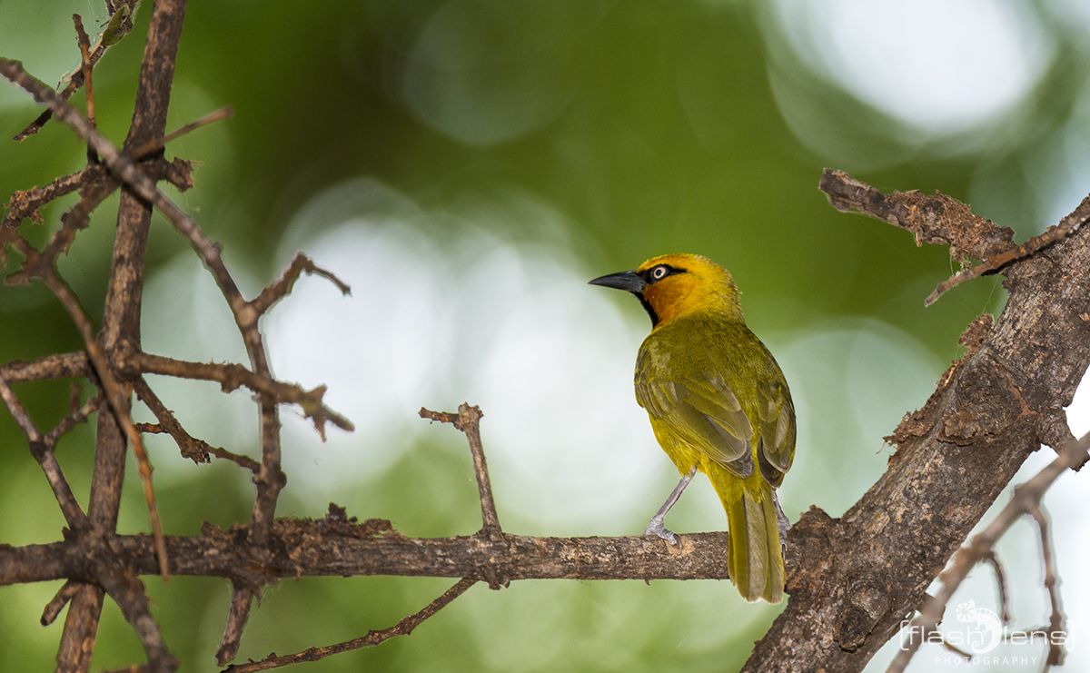 Safari Guide Kurs 039