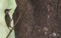 Safari Guide Kurs 042