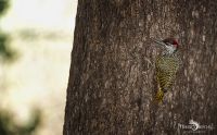 Safari Guide Kurs 043
