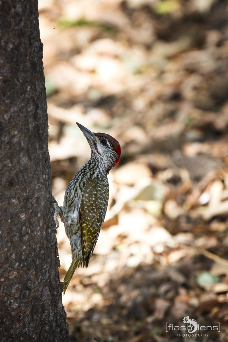 Safari Guide Kurs 044