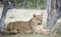 Safari Guide Kurs 050