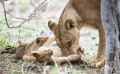 Safari Guide Kurs 051