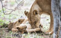 Safari Guide Kurs 051