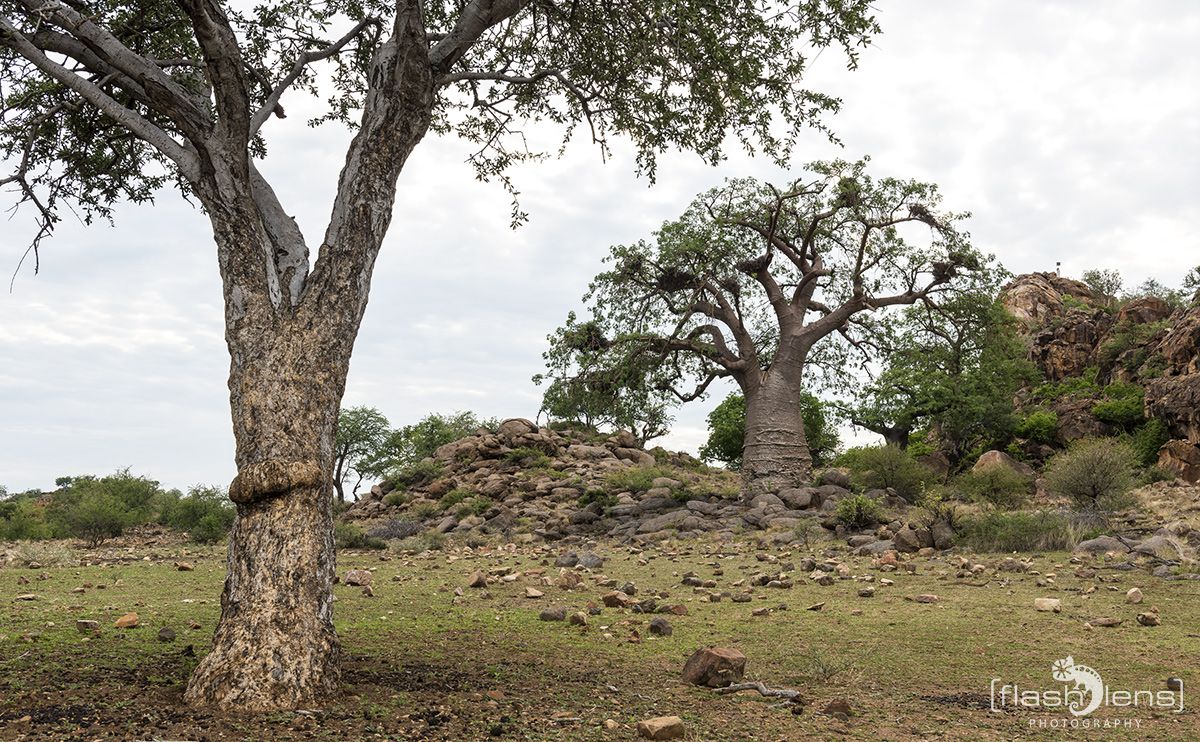 Safari Guide Kurs 068
