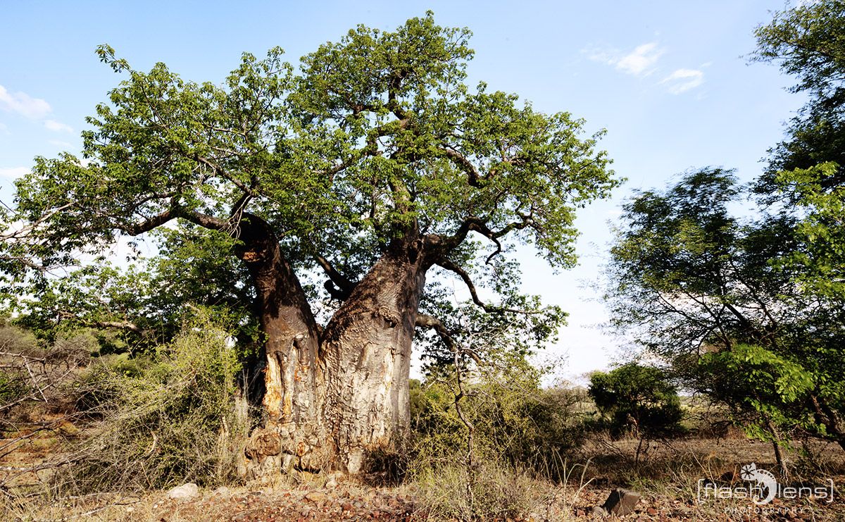 Safari Guide Kurs 069