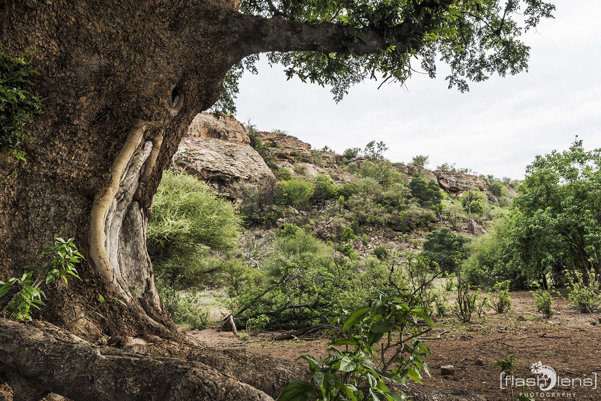 Safari Guide Kurs 070