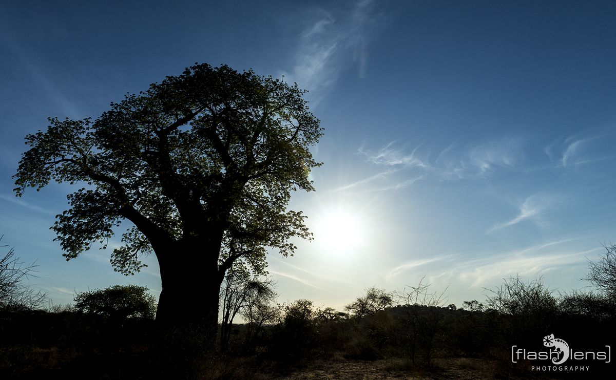 Safari Guide Kurs 071