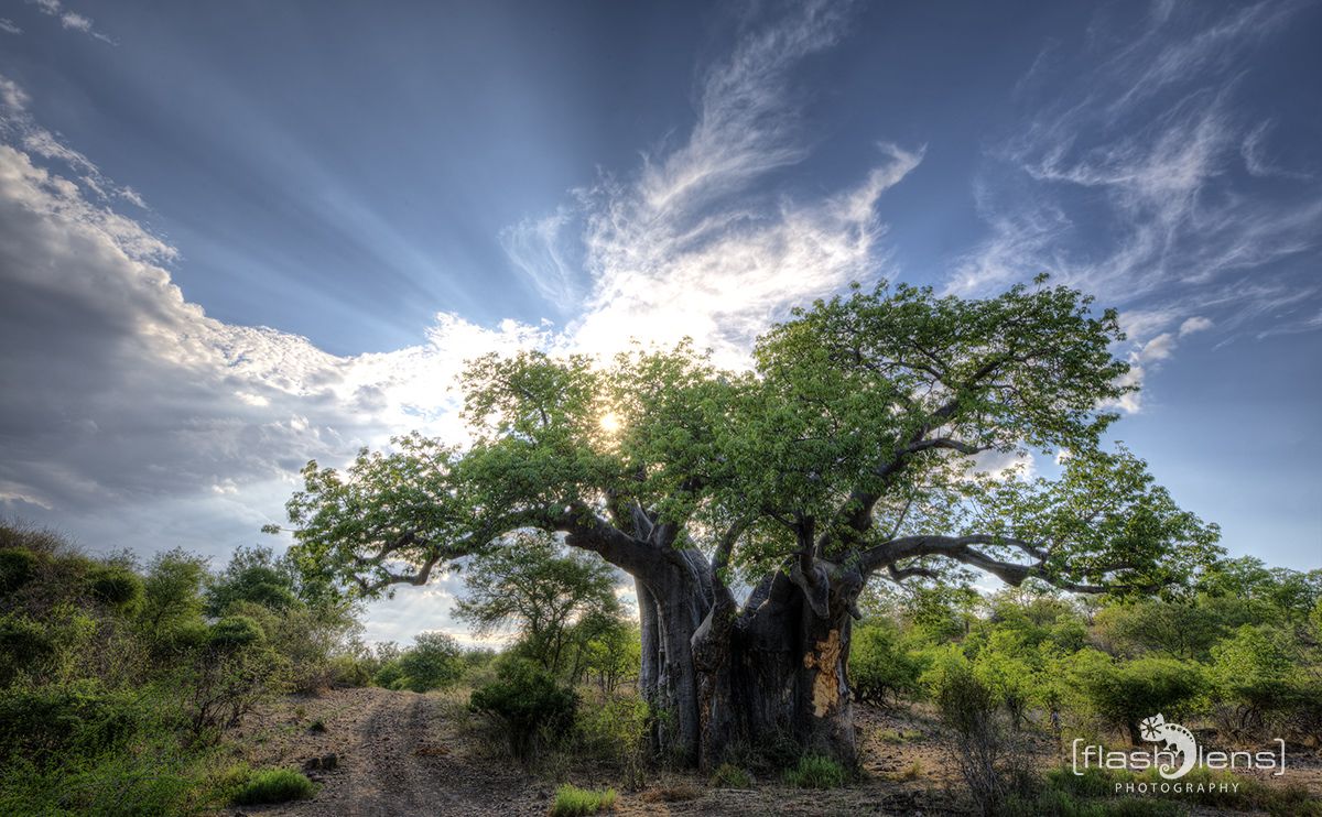 Safari Guide Kurs 073