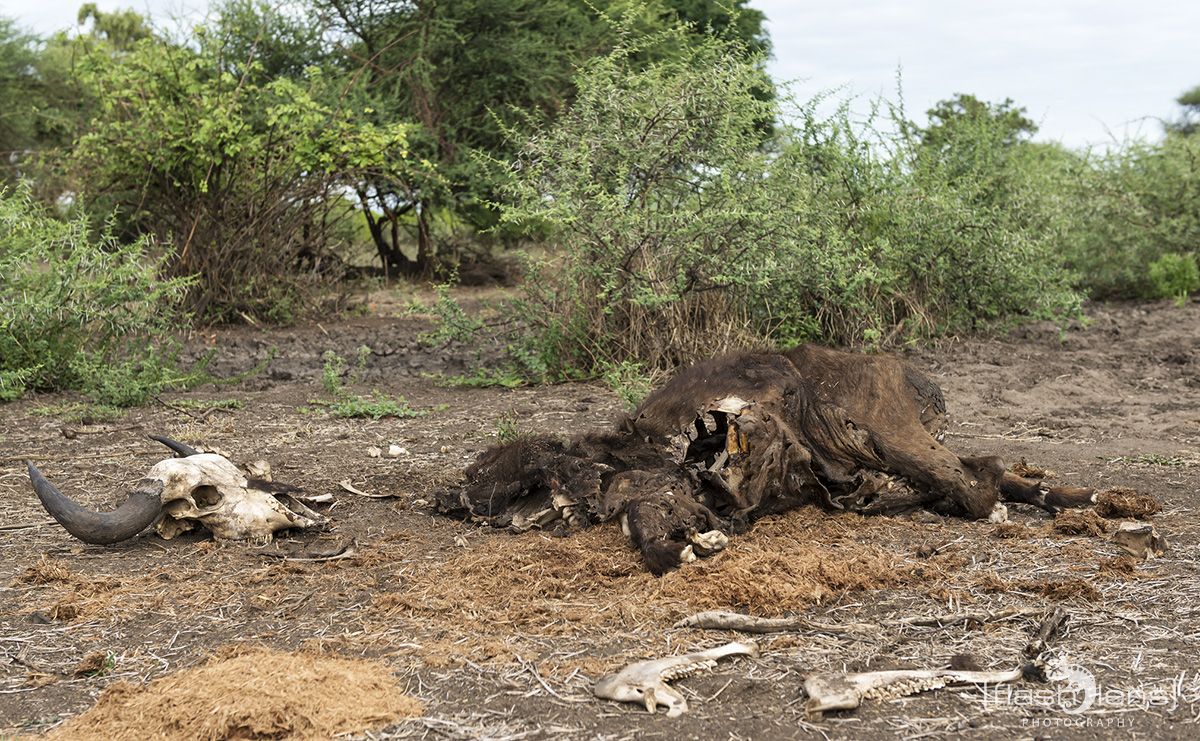 Safari Guide Kurs 086