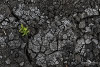 Safari Guide Kurs 090