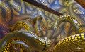 ausstellung yayoi kusama