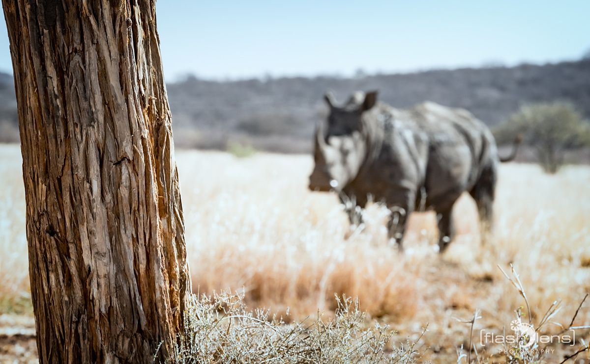 botswana 2019
