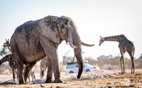 botswana 2019
