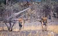 botswana 2019